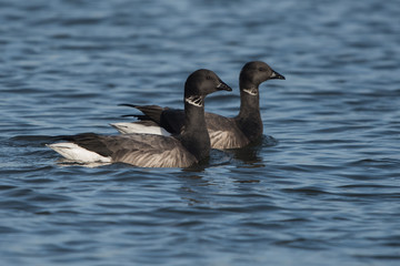 Brent Goose, Branta bernicla