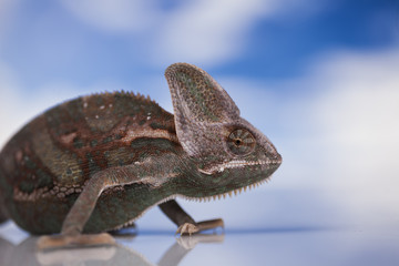Kameleon jemeński © lucek616