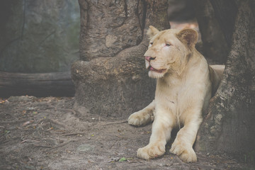 Fototapeta premium female lion