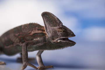 Kameleon jemeński © lucek616