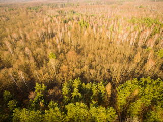 Panorama las mysłowice © BlackMediaHouse