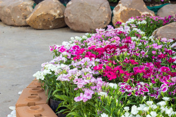 Flowerbed of Dianthus barbatus (Sweet William)