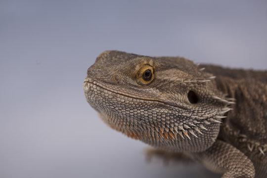 Agama brodata