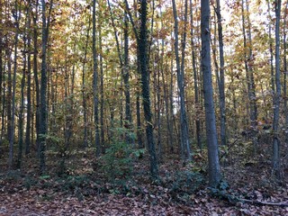 forest in autumn