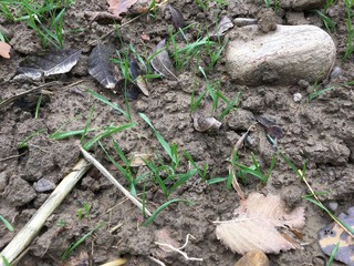 grasses sprouting on ploughed land