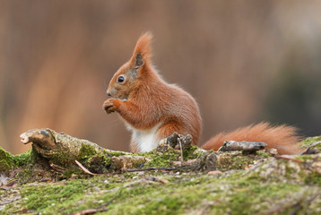 Red Squirrel (Sciurus vulgaris)