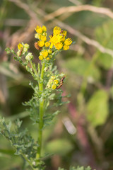 cinnabar moth caterpillar on Ragwort 