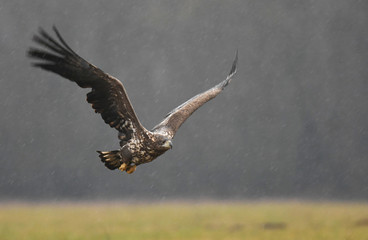 White tailed Eagle (Haliaeetus albicilla)