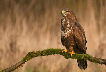 Common buzzard (Buteo buteo)