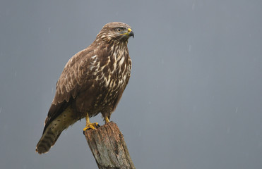 Common buzzard (Buteo buteo)