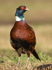 Ringneck Pheasant (Phasianus colchicus)