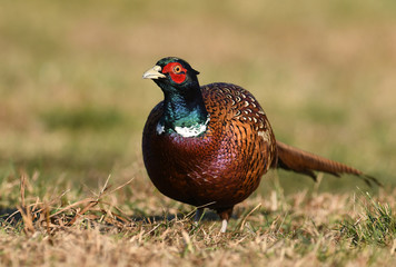 Ringneck Pheasant (Phasianus colchicus)
