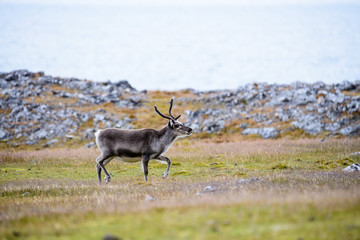 Reindeer