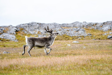 Reindeer