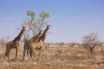 Giraffes in Kruger National Park, South Africa