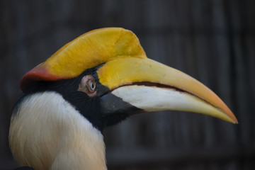 Great Hornbill