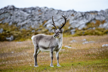 Reindeer