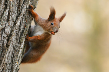 Red Squirrel (Sciurus vulgaris)