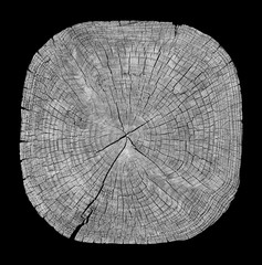 Cross section of tree trunk showing growth rings on black background. wood