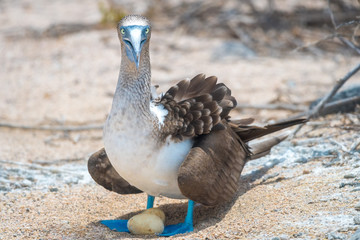 Blue footed Booby (Sula nebouxii) sitting on nest in North Seymour Island, Galapagos National Park, Ecuador