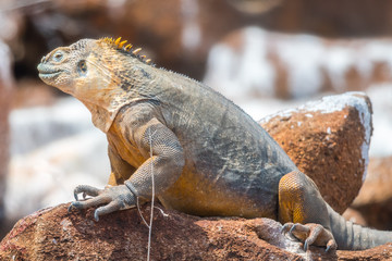 Big land iguana endemic to the Galapagos islands, Ecuador