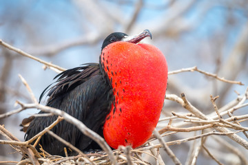 Male Magnificent Frigate bird (Fregata magnificens) with inflated throat pouch on North Seymour Island, Galapagos National Park, Ecuador