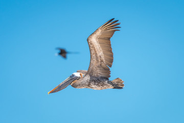 Brown Pelican flying in Santa Cruz island, Galapagos islands, Ecuador
