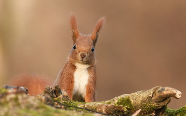 Red Squirrel (Sciurus vulgaris)