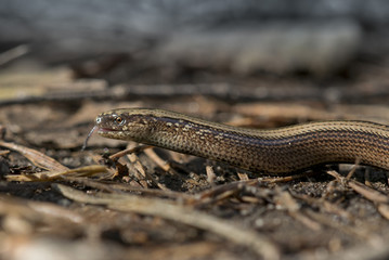 blindschleiche anguis fragiles echse makro