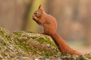 Red Squirrel (Sciurus vulgaris)