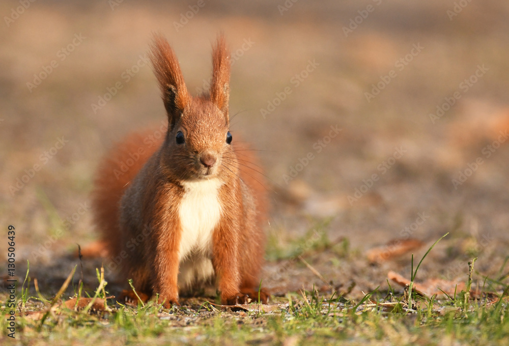 Wall mural red squirrel (sciurus vulgaris)