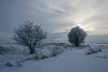 Зимний пейзаж с видом заснеженных деревьев в поле на фоне солнца за облаками 
