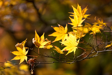 Fall in Tofukuji Temple, Kyoto, Japan