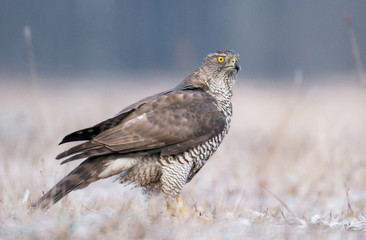 Northern Goshawk (Accipiter gentilis)