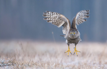 Northern Goshawk (Accipiter gentilis)