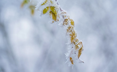 Frozen plants in winter with the hoar-frost
