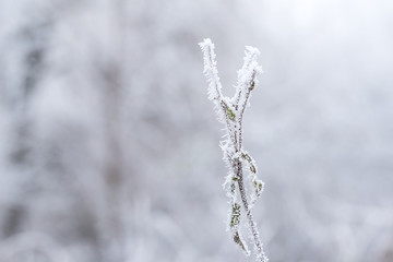 Frozen plants in winter with the hoar-frost