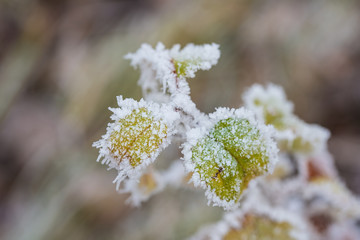 Frozen plants in winter with the hoar-frost