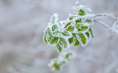 Frozen plants in winter with the hoar-frost