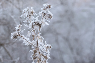 Frozen plants in winter with the hoar-frost