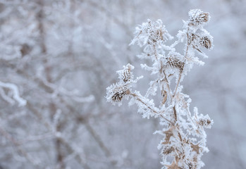Frozen plants in winter with the hoar-frost