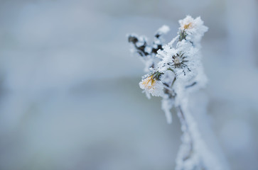 Frozen flower in winter with the hoar-frost