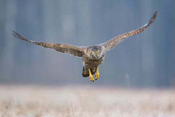 Northern Goshawk (Accipiter gentilis)