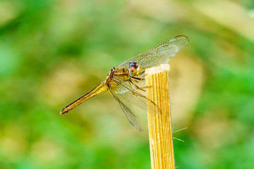Yellow black pattern dragon fly close up
