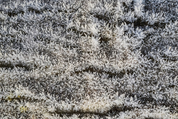 Hoarfrost on tree trunk surface