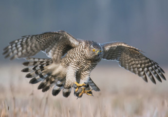 Northern goshawk (Accipiter gentilis)