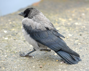 Crow nestling