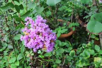 Pink crape myrtle Lagerstroemia speciosa or jarul flower 