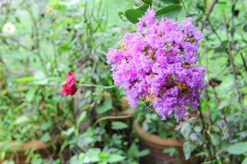 Obraz premium Pink crape myrtle Lagerstroemia speciosa or jarul flower 