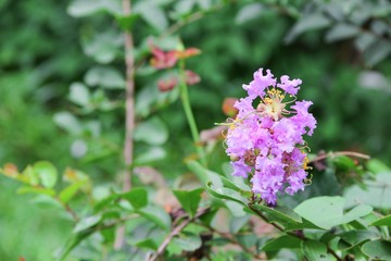 Obraz premium Pink crape myrtle Lagerstroemia speciosa or jarul flower 